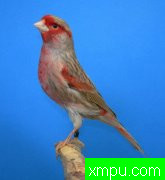 金丝雀--培育大师维森特布拉斯科精品系列[西班牙]