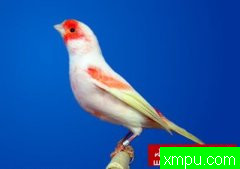 金丝雀--培育大师维森特布拉斯科精品系列[西班牙]