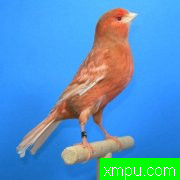 金丝雀--培育大师维森特布拉斯科精品系列[西班牙]