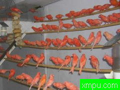 金丝雀--培育大师维森特布拉斯科精品系列[西班牙]