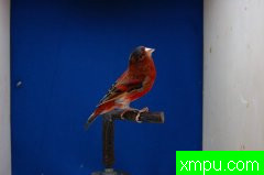 金丝雀--培育大师维森特布拉斯科精品系列[西班牙]