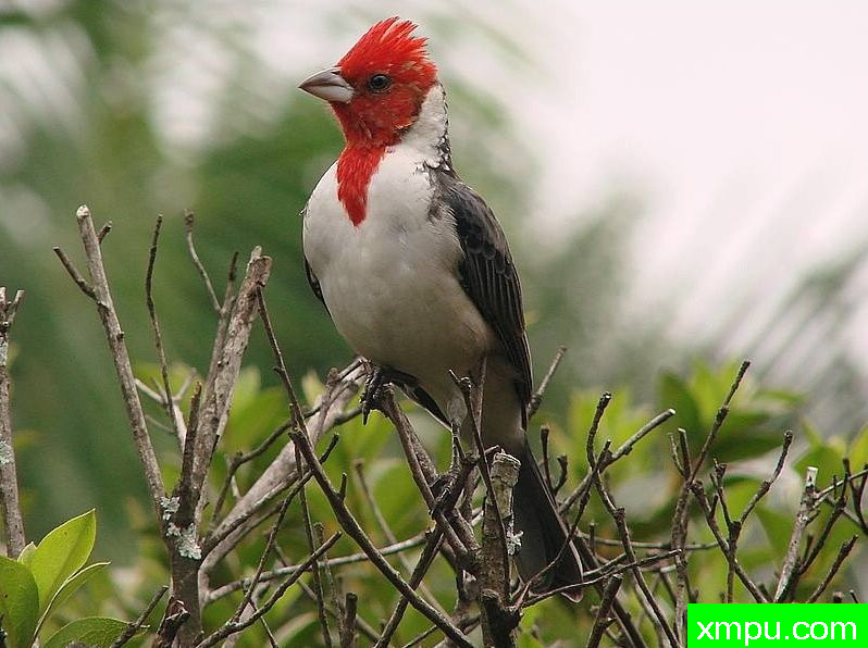 南红衣主教--摄影埃里克加拉尔多等[巴西]