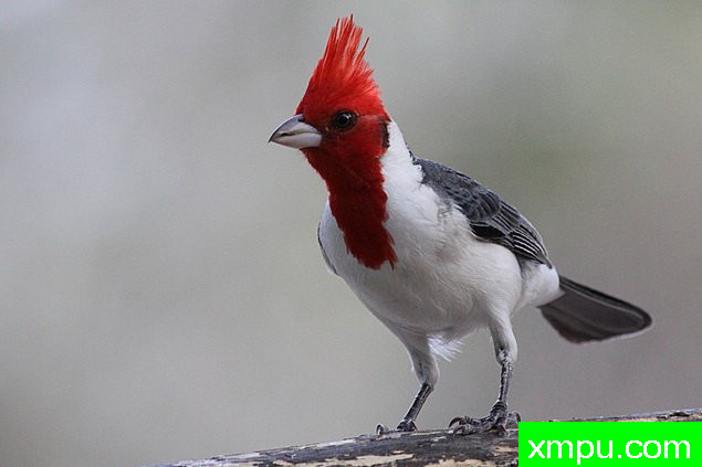 南红衣主教--摄影埃里克加拉尔多等[巴西]