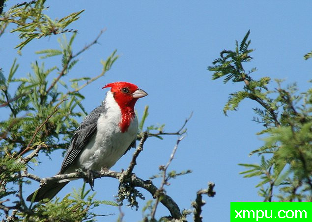 南红衣主教--摄影埃里克加拉尔多等[巴西]