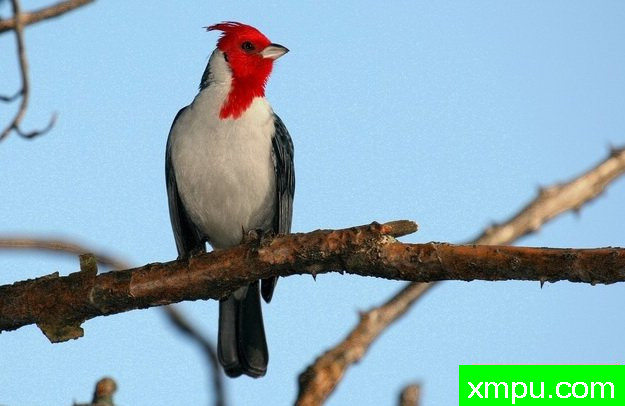 南红衣主教--摄影埃里克加拉尔多等[巴西]