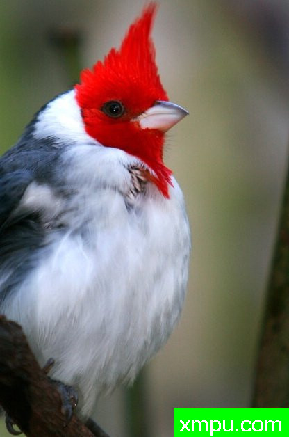 南红衣主教--摄影埃里克加拉尔多等[巴西]