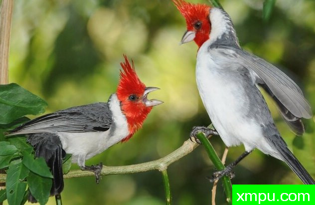 南红衣主教--摄影埃里克加拉尔多等[巴西]