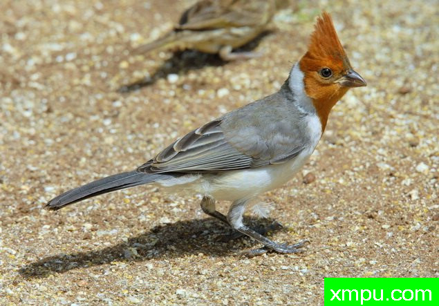 南红衣主教--摄影埃里克加拉尔多等[巴西]