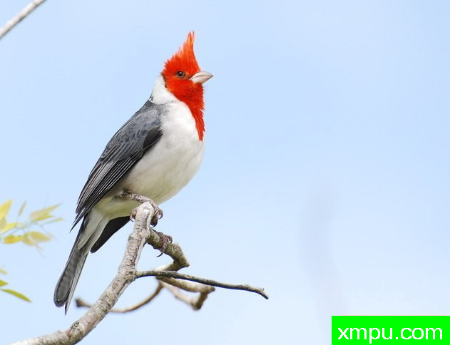 南红衣主教--摄影埃里克加拉尔多等[巴西]