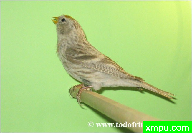 金丝雀的莫桑比克（serinus）及其杂交