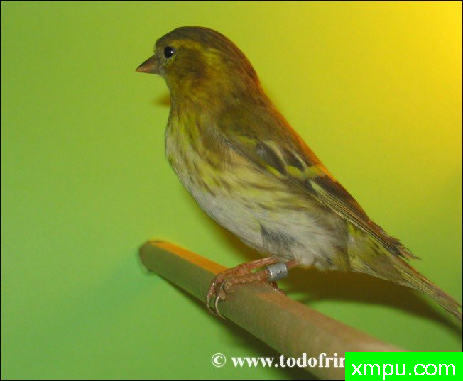 金丝雀的莫桑比克（serinus）及其杂交