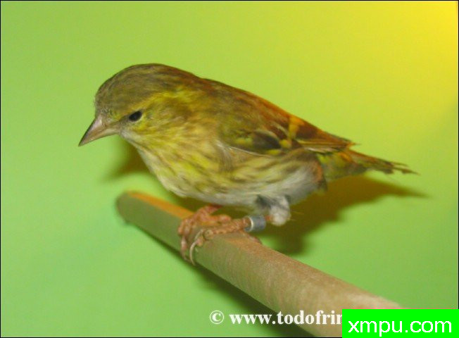 金丝雀的莫桑比克（serinus）及其杂交