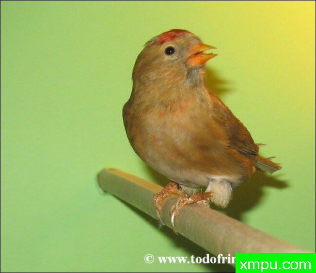 金丝雀的莫桑比克（serinus）及其杂交