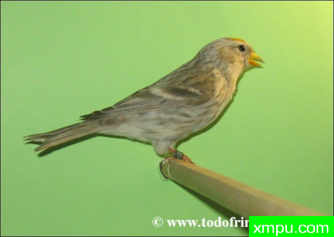 金丝雀的莫桑比克（serinus）及其杂交