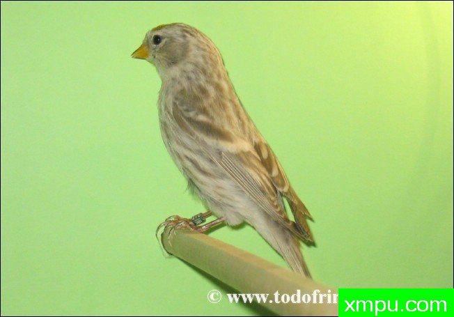 金丝雀的莫桑比克（serinus）及其杂交