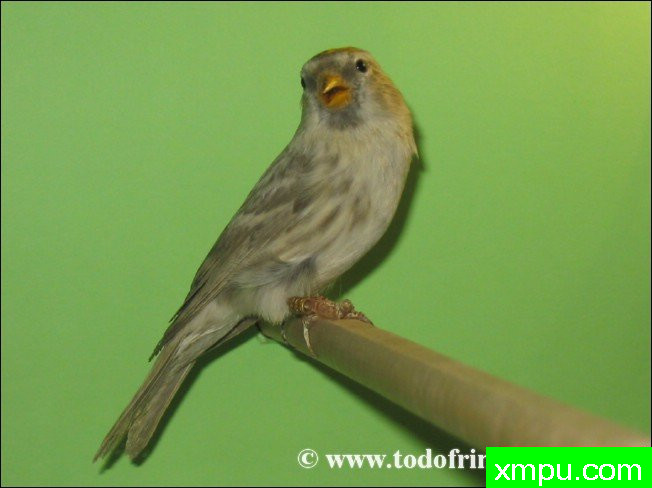 金丝雀的莫桑比克（serinus）及其杂交