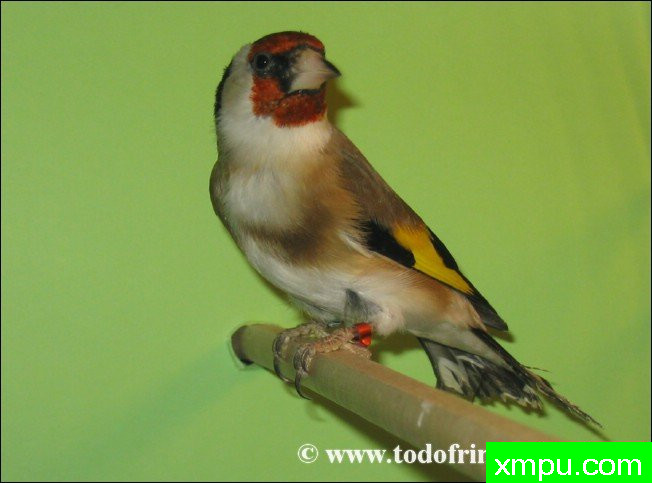 金丝雀的莫桑比克（serinus）及其杂交