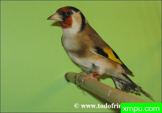 金丝雀的莫桑比克（serinus）及其杂交