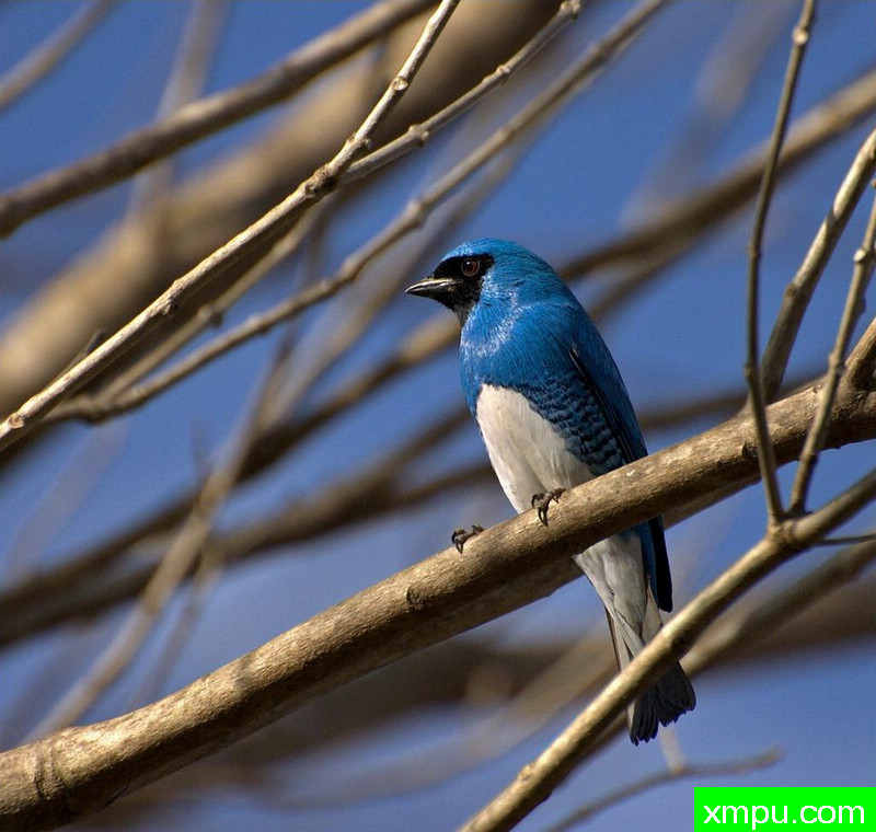 左燕--摄影-MARIZA桑切斯-巴西