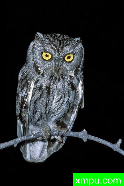 西方斯克里奇鸮--著名摄影大师布赖恩E.小【美国】作品系列