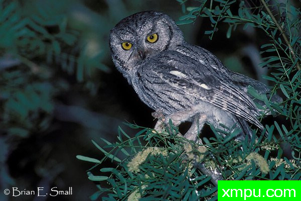 西方斯克里奇鸮--著名摄影大师布赖恩E.小【美国】作品系列