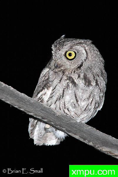 西方斯克里奇鸮--著名摄影大师布赖恩E.小【美国】作品系列