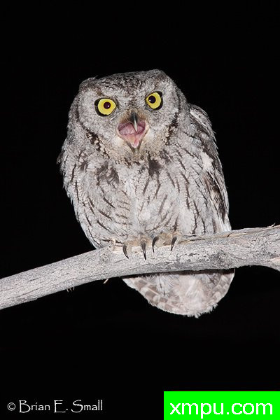 西方斯克里奇鸮--著名摄影大师布赖恩E.小【美国】作品系列