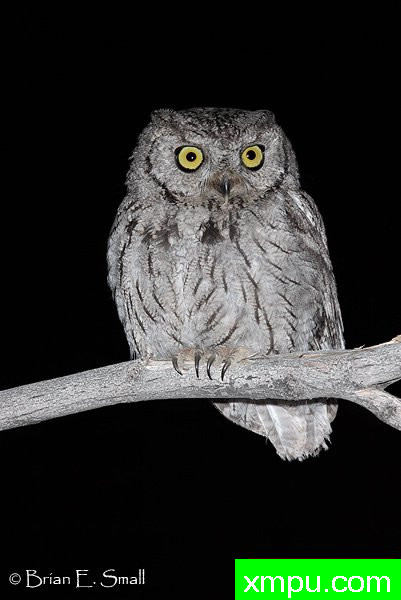 西方斯克里奇鸮--著名摄影大师布赖恩E.小【美国】作品系列
