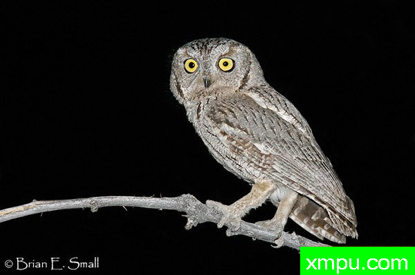 西方斯克里奇鸮--著名摄影大师布赖恩E.小【美国】作品系列