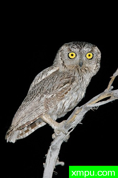 西方斯克里奇鸮--著名摄影大师布赖恩E.小【美国】作品系列