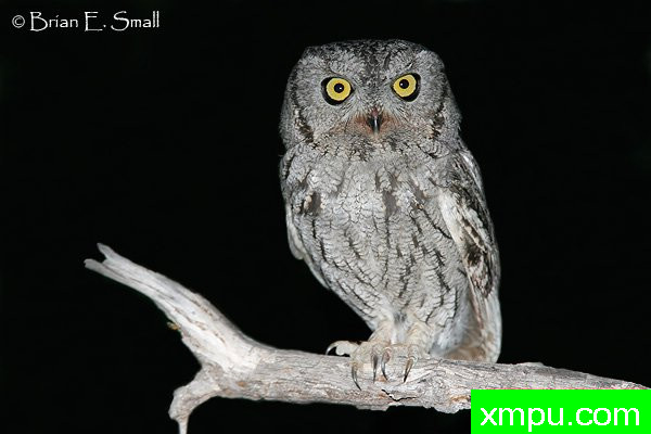 西方斯克里奇鸮--著名摄影大师布赖恩E.小【美国】作品系列