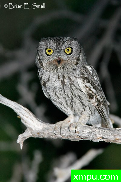 西方斯克里奇鸮--著名摄影大师布赖恩E.小【美国】作品系列