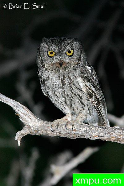 西方斯克里奇鸮--著名摄影大师布赖恩E.小【美国】作品系列