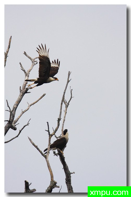 黑风头鹰--荒野摄影师安德森摄影