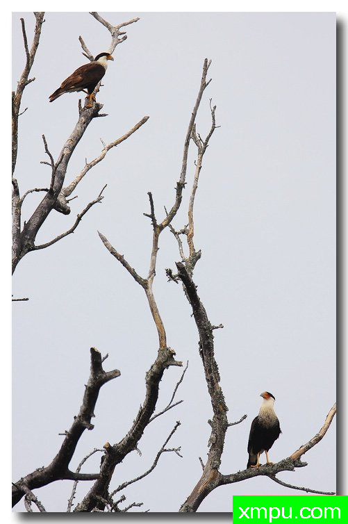 黑风头鹰--荒野摄影师安德森摄影