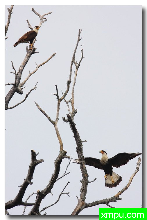 黑风头鹰--荒野摄影师安德森摄影