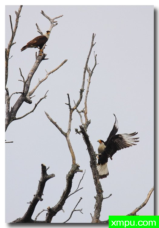 黑风头鹰--荒野摄影师安德森摄影