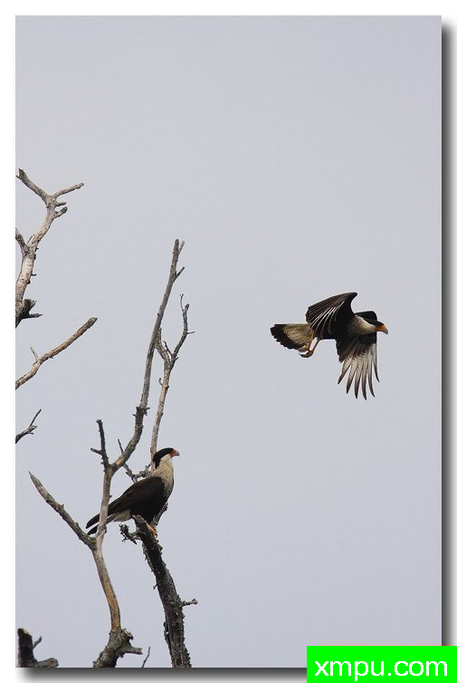 黑风头鹰--荒野摄影师安德森摄影