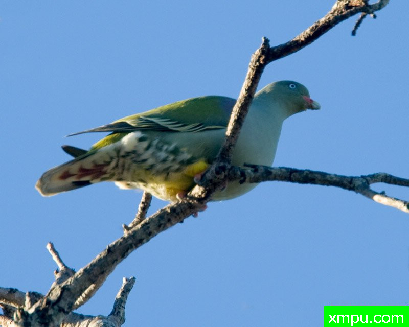  非洲绿鸠 [南非] ---摄影师：迈克尔莫斯