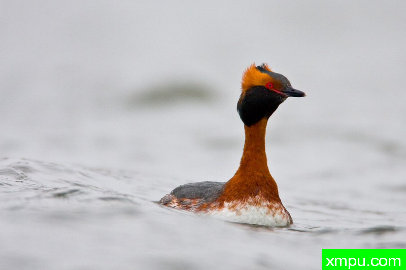角鸊鷉---大自然的摄影师保罗（ZPFP）波兰协会会员作品系