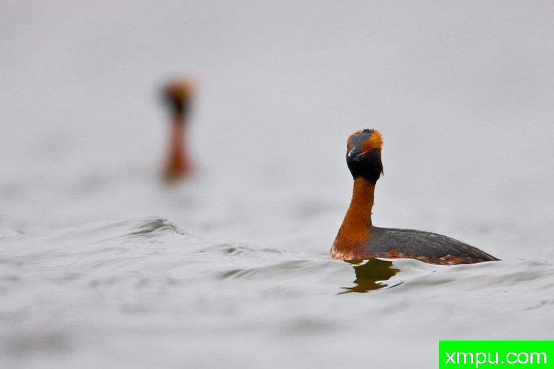 角鸊鷉---大自然的摄影师保罗（ZPFP）波兰协会会员作品系
