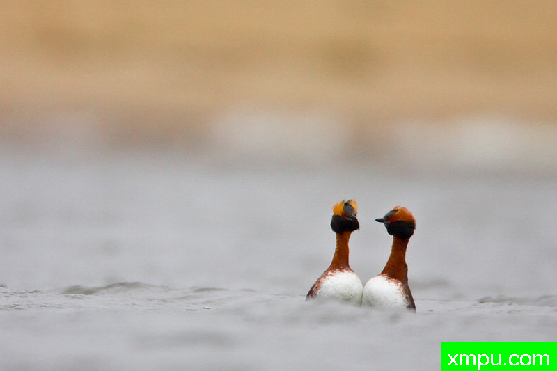 角鸊鷉---大自然的摄影师保罗（ZPFP）波兰协会会员作品系