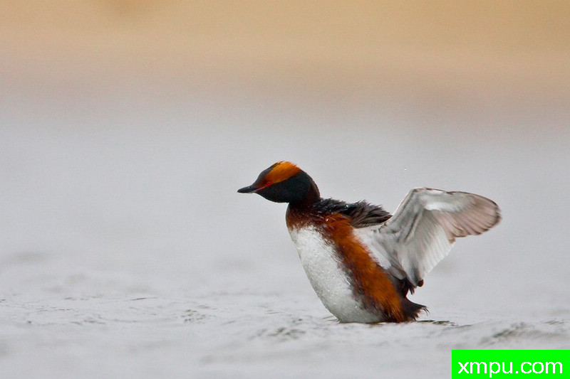 角鸊鷉---大自然的摄影师保罗（ZPFP）波兰协会会员作品系