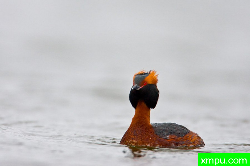 角鸊鷉---大自然的摄影师保罗（ZPFP）波兰协会会员作品系