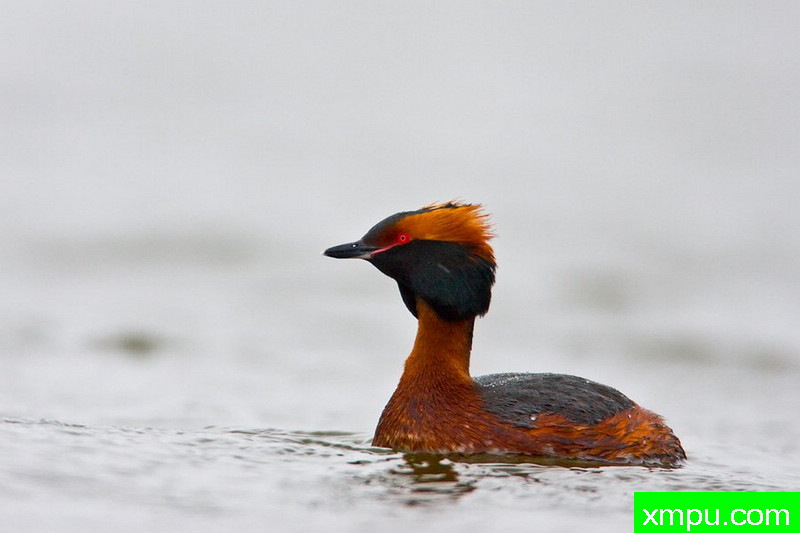 角鸊鷉---大自然的摄影师保罗（ZPFP）波兰协会会员作品系