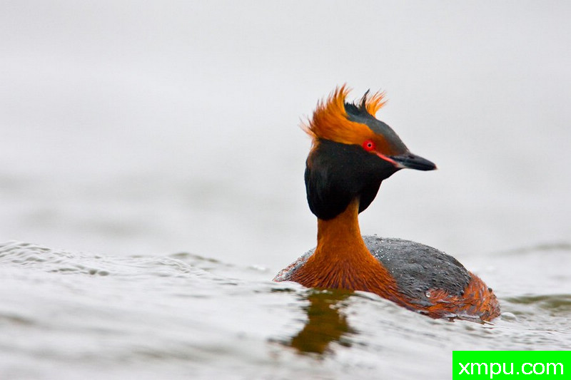 角鸊鷉---大自然的摄影师保罗（ZPFP）波兰协会会员作品系