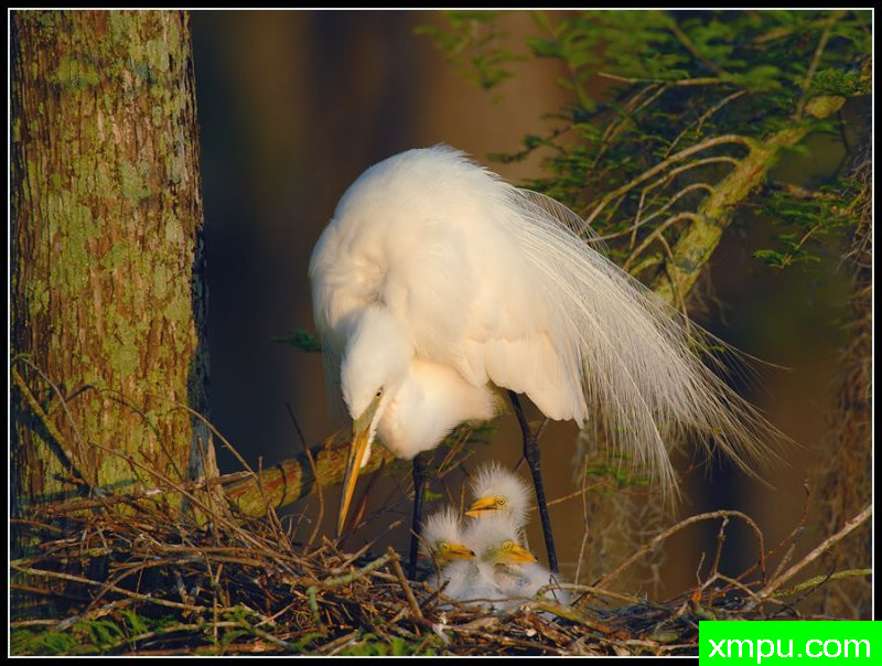 太阳的第一缕曙光开始降临巢--荒野摄影师罗尼加伯特摄影