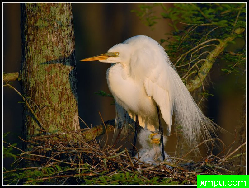 太阳的第一缕曙光开始降临巢--荒野摄影师罗尼加伯特摄影