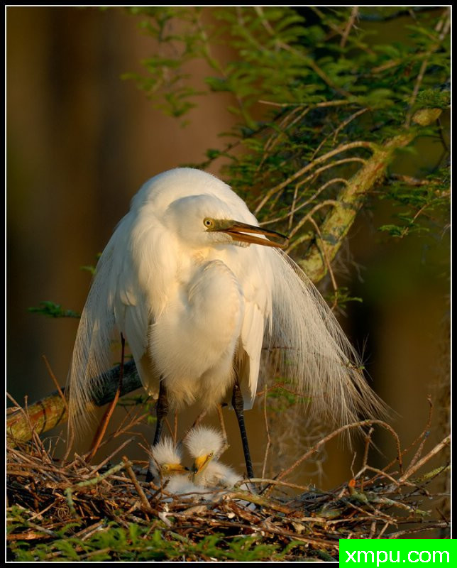 太阳的第一缕曙光开始降临巢--荒野摄影师罗尼加伯特摄影
