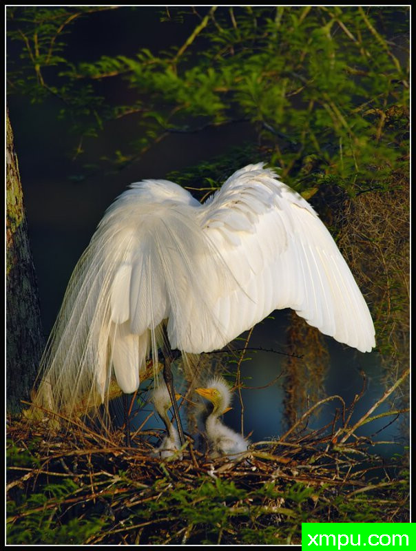 太阳的第一缕曙光开始降临巢--荒野摄影师罗尼加伯特摄影